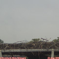 12_45-mast.jpg