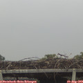12_50-mast.jpg