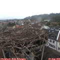 12_50-nest.jpg