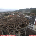 12_55-nest.jpg