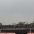 13_00-mast.jpg