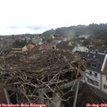 13_00-nest.jpg