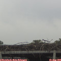 13_05-mast.jpg