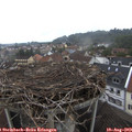13_05-nest.jpg