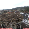 13_10-nest.jpg