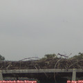 13_25-mast.jpg