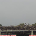 13_35-mast.jpg