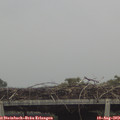 13_40-mast.jpg