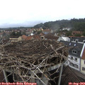 13_50-nest.jpg