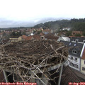 13_55-nest.jpg