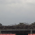 14_50-mast.jpg
