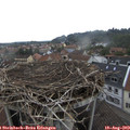 14_55-nest.jpg