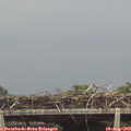 15_20-mast.jpg