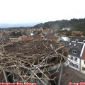 15_20-nest.jpg