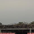 15_25-mast.jpg