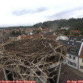 15_25-nest.jpg