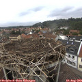 15_30-nest.jpg