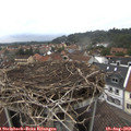 15_35-nest.jpg