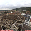 15_50-nest.jpg