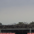 15_55-mast.jpg