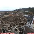 16_05-nest.jpg