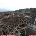 16_15-nest.jpg