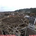 16_20-nest.jpg