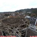 16_25-nest.jpg