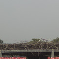 16_50-mast.jpg