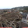 16_50-nest.jpg