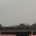 16_55-mast.jpg