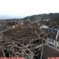 16_55-nest.jpg