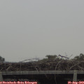 17_00-mast.jpg