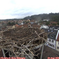17_00-nest.jpg