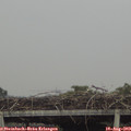 17_05-mast.jpg
