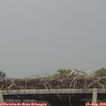 17_10-mast.jpg