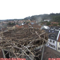 17_20-nest.jpg