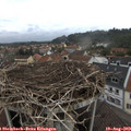 17_30-nest.jpg