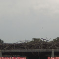 17_35-mast.jpg