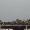 18_15-mast.jpg