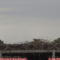 18_55-mast.jpg