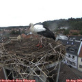 19_05-nest.jpg