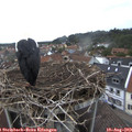19_10-nest.jpg