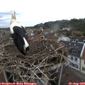 19_15-nest.jpg