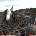 19_20-nest.jpg
