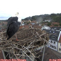 19_25-nest.jpg