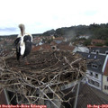 19_30-nest.jpg