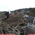 19_35-nest.jpg