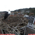 19_40-nest.jpg