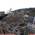 19_45-nest.jpg